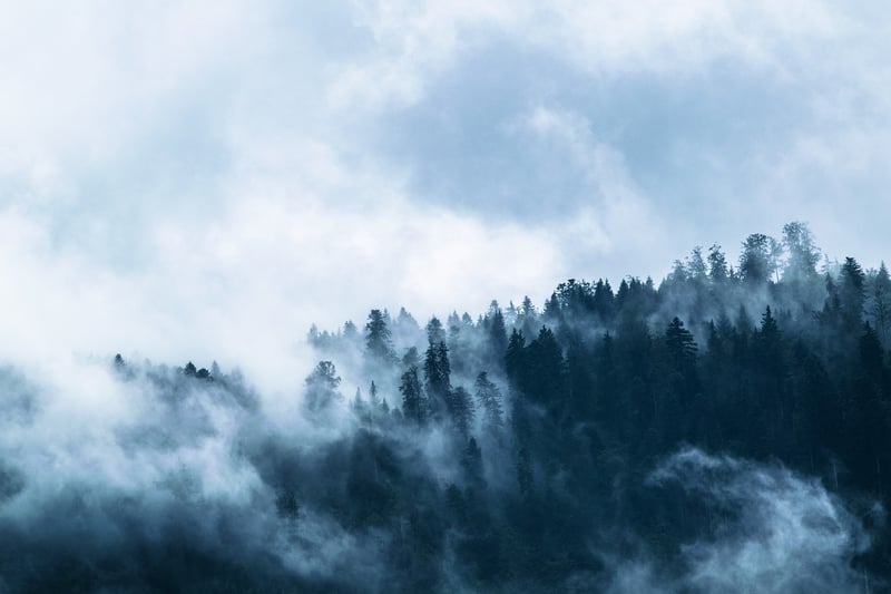 Mysterious Forest